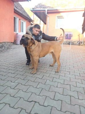 Presa Cananario mascul 11 luni - imagine 2