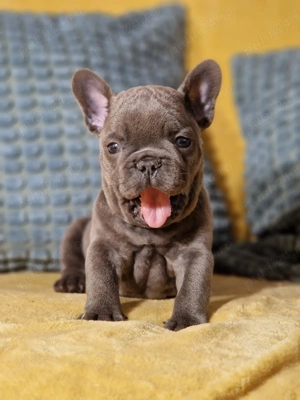 Bulldog Francez Prenotare Craciun  - imagine 3