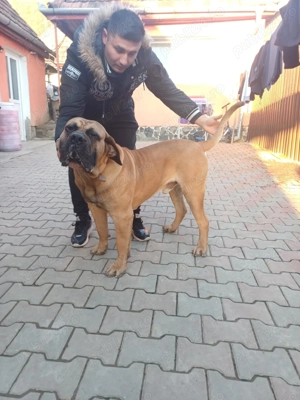 Presa Cananario mascul 11 luni - imagine 3