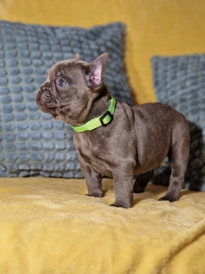 Bulldog Francez Prenotare Craciun 