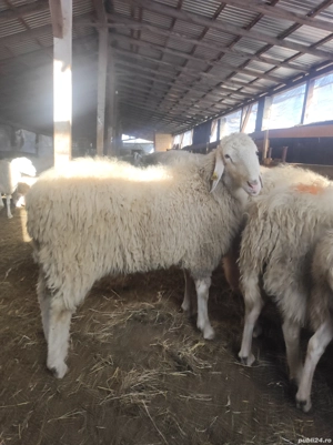 vând berbec - imagine 2