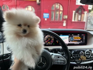 pomeranian baiatel 