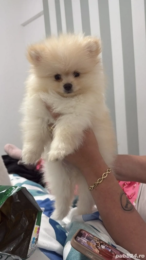 pomeranian baiatel  - imagine 4