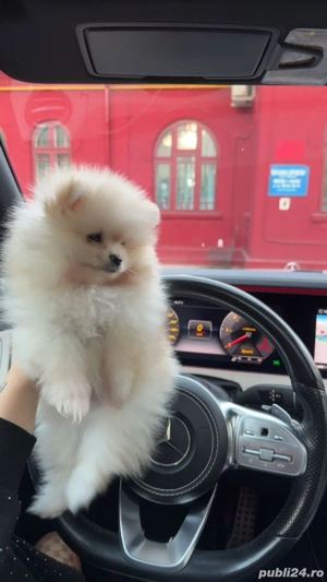 pomeranian baiatel  - imagine 3