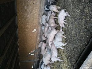 vând purcei  - imagine 3