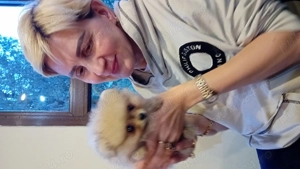 Femela mini toy pomeranian