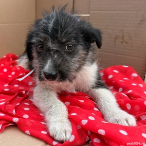 Donez puiuți - imagine 5