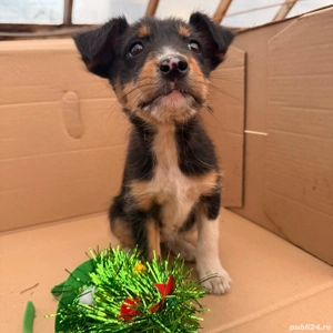 Donez puiuți - imagine 2