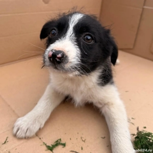 Donez puiuți - imagine 3