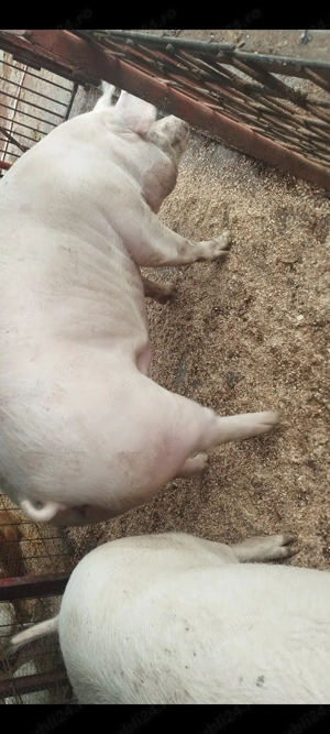 Porci de carne 130-230kg - imagine 2