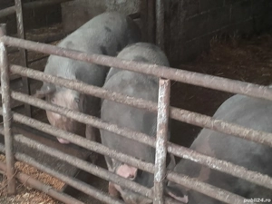 vand porci intre 100 160 kg  - imagine 2