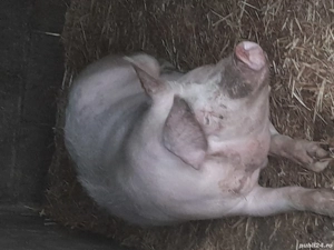 vand porci intre 100 160 kg  - imagine 3