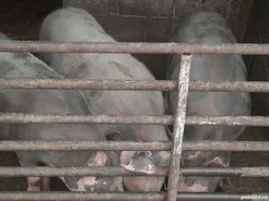 vand porci intre 100 160 kg  - imagine 4