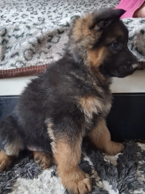 Pui,Ciobanesc German