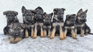 Pui ciobănesc german - imagine 2