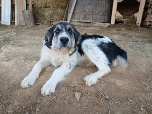 Vand caine ciobanesc - imagine 2