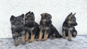 Pui ciobănesc german - imagine 3