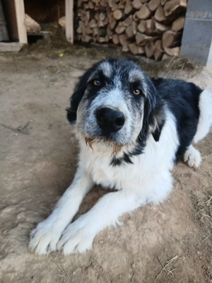 Vand caine ciobanesc