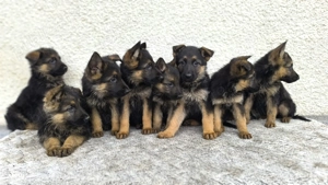 Pui ciobănesc german - imagine 4