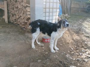 Vand caine ciobanesc - imagine 3