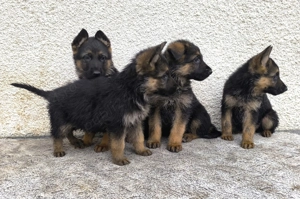 Pui ciobănesc german