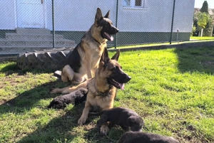 Pui ciobănesc german - imagine 5