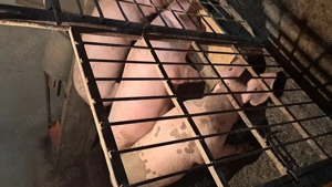 Porci de vanzare - imagine 2