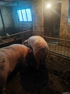 vind porci de carne - imagine 2