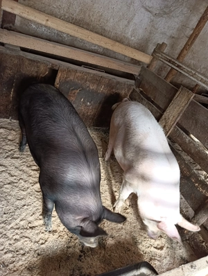 Vănd porci de Mangalita si Marele alb! Nr tel   - imagine 3
