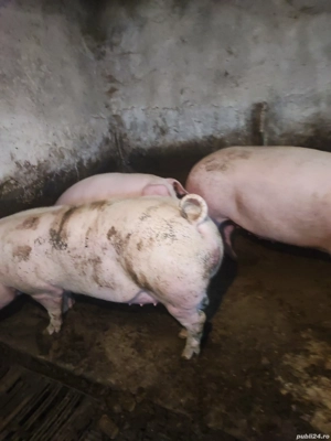 vind porci de carne - imagine 3