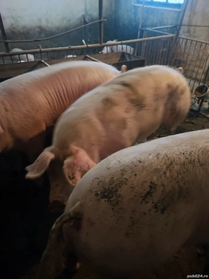 vind porci de carne - imagine 4