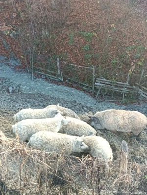 Vănd porci de Mangalita si Marele alb! Nr tel   - imagine 2