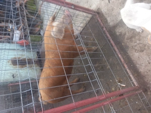 Disponibil vieru de 7 luni ,80  kg