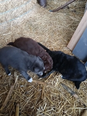 Căței de întors oi - imagine 3