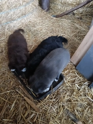 Căței de întors oi - imagine 4