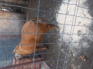 Disponibil vieru de 7 luni ,80  kg - imagine 2