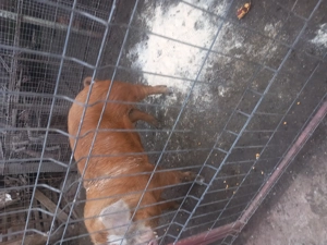 Disponibil vieru de 7 luni ,80  kg - imagine 3