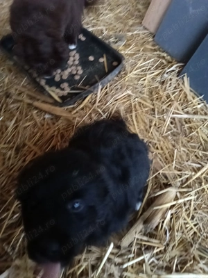 Căței de întors oi - imagine 2