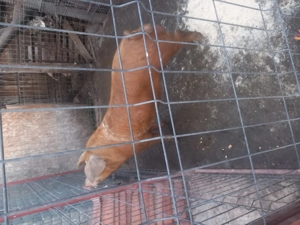 Disponibil vieru de 7 luni ,80  kg - imagine 4