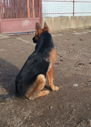 Vand caine ciobanesc german - imagine 2