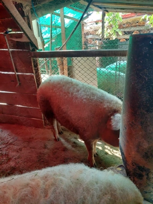 Vand porci - imagine 4