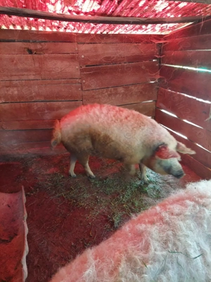 Vand porci - imagine 2