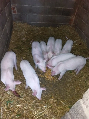 Purcei de 7 săptămâni.  - imagine 3
