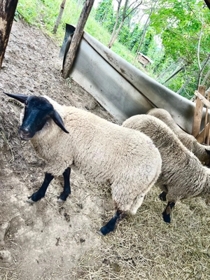 Vând miei suffolk - femele, mascul - imagine 3