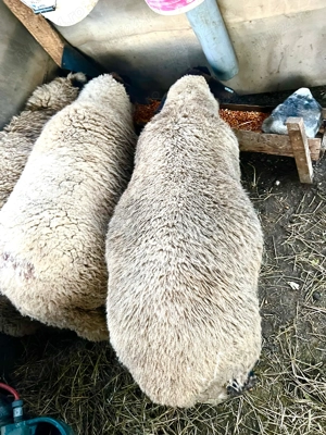 Vând miei suffolk - femele, mascul - imagine 4