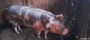 porc de craciun  - imagine 2