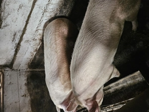 Porci de vanzare   - imagine 2