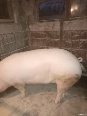 Vind purcei și porci mari  - imagine 5
