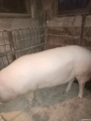 Vind purcei și porci mari  - imagine 4