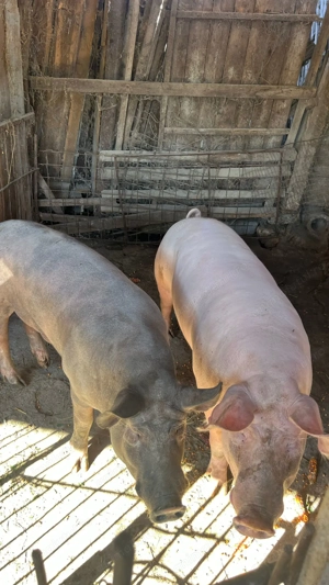 Porci de vanzare - imagine 2